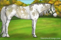 Horse Color:White Spotted Chocolate Palomino Splash