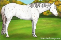 Horse Color:Amber Champagne Appaloosa  and Amber Champagne Appaloosa 