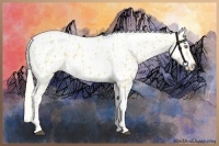 Horse Color:Palomino Appaloosa and Palomino Tobiano Appaloosa