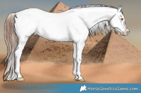 Horse Color:Amber Champagne Appaloosa  and Amber Champagne Appaloosa 