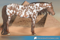 Horse Color:Amber Champagne Appaloosa and Amber Champagne Appaloosa