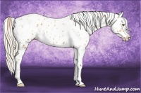 Horse Color:Gold Champagne Near Leopard  and Gold Cream Champagne Near Leopard 