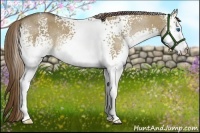 Horse Color:White Spotted Liver Red Dun Splash Rabicano