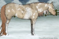 Horse Color:White Spotted Liver Red Dun Ice Rabicano