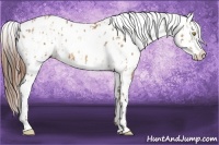 Horse Color:Amber Champagne Appaloosa  and Amber Champagne Appaloosa Rabicano 