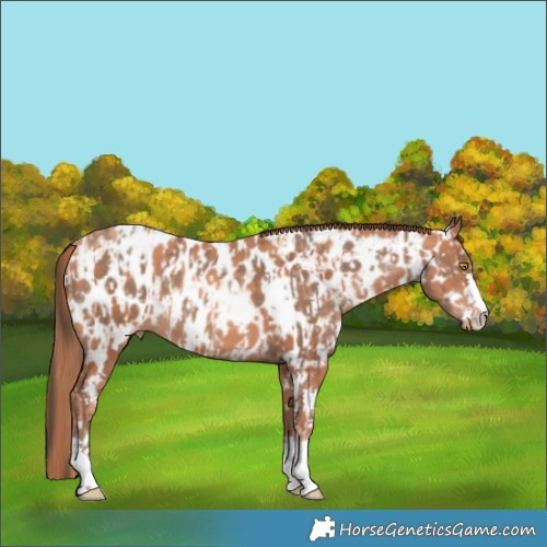 Horse Color:Amber Champagne Appaloosa  and Gold Champagne Appaloosa 