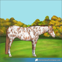 Horse Color:Amber Champagne Appaloosa  and Gold Champagne Appaloosa 