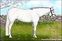 Horse Color:Gold Cream Champagne Appaloosa  and Gold Cream Champagne Appaloosa Rabicano 