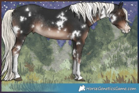 Horse Color:White Spotted Liver Chestnut Mushroom Rabicano 