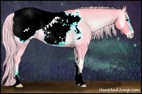 Horse Color:Watercolor Palomino Roan Onyx Sabino Appaloosa 