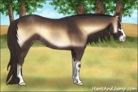 Horse Color:Liver Red Onyx Sabino Rabicano 