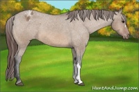 Horse Color:Bay Dun Appaloosa 
