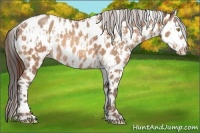Horse Color:Amber Champagne Leopard and Amber Champagne Leopard