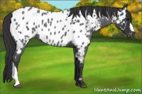 Horse Color:Blue Roan Near Leopard 