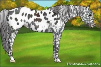 Horse Color:Black Appaloosa 