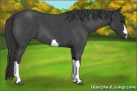 Horse Color:Blue Roan 