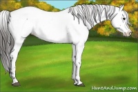 Horse Color:Blue Roan Near Fewspot 