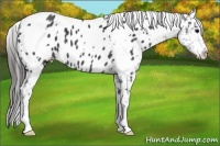Horse Color:White Spotted Blue Roan Appaloosa