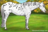 Horse Color:Blue Roan Snowflake Varnish 
