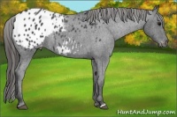 Horse Color:Blue Roan Varnish 