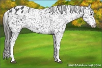 Horse Color:Blue Roan Appaloosa 