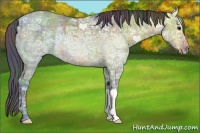 Horse Color:Nacre Bay Ice Dun 