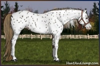 Horse Color:Liver Chestnut Appaloosa 