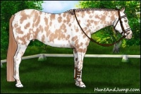 Horse Color:Gold Champagne Appaloosa  and Gold Champagne Splash Appaloosa 