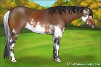 Horse Color:Bay Splash 