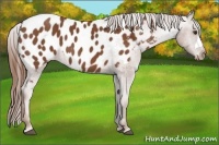 Horse Color:Chestnut Appaloosa 