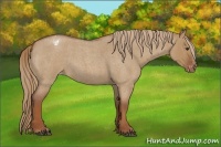 Horse Color:Red Dun Roan Appaloosa 