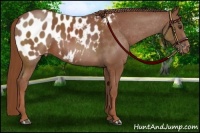 Horse Color:Chestnut Appaloosa 