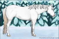 Horse Color:Plaid  Buckskin Pearl Appaloosa Rabicano 