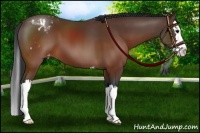Horse Color:Brown Sabino Splash Varnish 