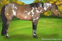 Horse Color:White Spotted Buckskin