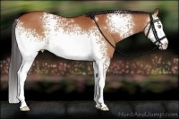 Horse Color:White Spotted Bay 