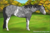 Horse Color:White Spotted Black Ice Rabicano 