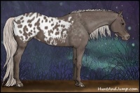 Horse Color:Silver Black Appaloosa
