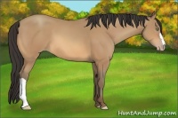 Horse Color:Amber Champagne 