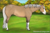 Horse Color:Silver Buckskin Splash Rabicano 