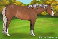 Horse Color:Silver Bay Sabino Rabicano 