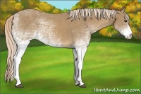 Horse Color:White Spotted Palomino
