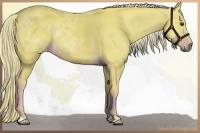 Horse Color:Watercolor Liver Chestnut Rabicano 