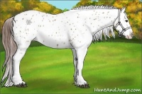 Horse Color:Red Dun Appaloosa 