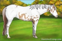 Horse Color:Amber Champagne Appaloosa and Amber Champagne Appaloosa