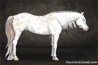 Horse Color:Buckskin Pearl Dun Appaloosa