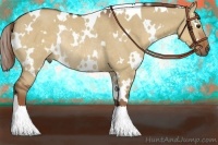 Horse Color:White Spotted Red Dun Rabicano 