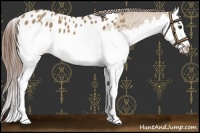 Horse Color:Red Dun Splash Appaloosa 