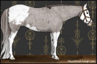 Horse Color:Liver Red Roan Sabino Splash Appaloosa 