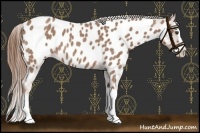 Horse Color:Red Roan Sabino Splash Near Leopard 